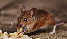 24 Hour & Emergency Exterminators in Dunwoody, GA